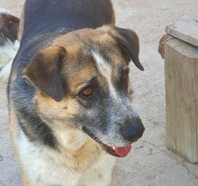 CHICO, Hund, Mischlingshund in Griechenland - Bild 1