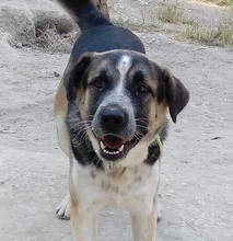 CHICO, Hund, Mischlingshund in Griechenland - Bild 10