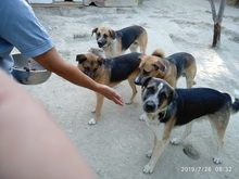 CHICO, Hund, Mischlingshund in Griechenland - Bild 11