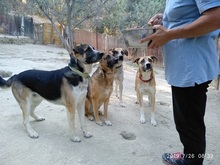 CHICO, Hund, Mischlingshund in Griechenland - Bild 12
