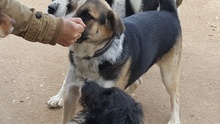 CHICO, Hund, Mischlingshund in Griechenland - Bild 15