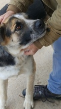 CHICO, Hund, Mischlingshund in Griechenland - Bild 16