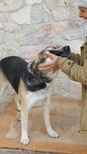 CHICO, Hund, Mischlingshund in Griechenland - Bild 17