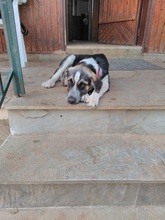 CHICO, Hund, Mischlingshund in Griechenland - Bild 18