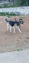 CHICO, Hund, Mischlingshund in Griechenland - Bild 2