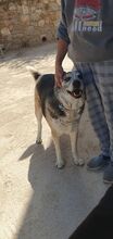 CHICO, Hund, Mischlingshund in Griechenland - Bild 25