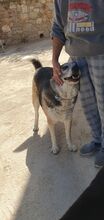 CHICO, Hund, Mischlingshund in Griechenland - Bild 26