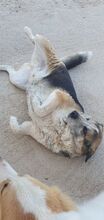 CHICO, Hund, Mischlingshund in Griechenland - Bild 27