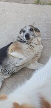 CHICO, Hund, Mischlingshund in Griechenland - Bild 28