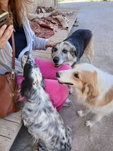 CHICO, Hund, Mischlingshund in Griechenland - Bild 29