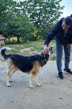 CHICO, Hund, Mischlingshund in Griechenland - Bild 4