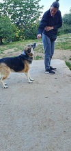CHICO, Hund, Mischlingshund in Griechenland - Bild 5