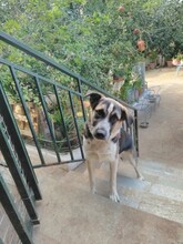 CHICO, Hund, Mischlingshund in Griechenland - Bild 8
