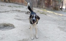 CHICO, Hund, Mischlingshund in Griechenland - Bild 9