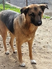 EMMA, Hund, Deutscher Schäferhund-Mix in Griechenland - Bild 1
