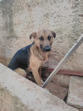 EMMA, Hund, Deutscher Schäferhund-Mix in Griechenland - Bild 11