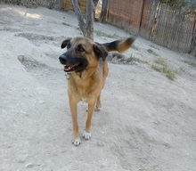 EMMA, Hund, Deutscher Schäferhund-Mix in Griechenland - Bild 14