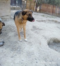 EMMA, Hund, Deutscher Schäferhund-Mix in Griechenland - Bild 15