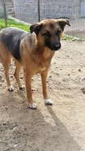 EMMA, Hund, Deutscher Schäferhund-Mix in Griechenland - Bild 3