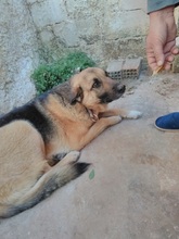 EMMA, Hund, Deutscher Schäferhund-Mix in Griechenland - Bild 7