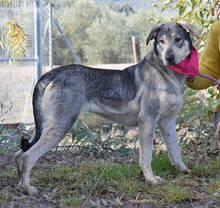 SENDA, Hund, Herdenschutzhund-Mix in Spanien - Bild 4