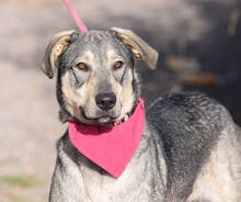 SENDA, Hund, Herdenschutzhund-Mix in Spanien - Bild 5