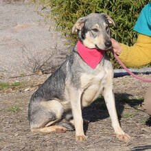 SENDA, Hund, Herdenschutzhund-Mix in Spanien - Bild 6