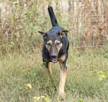 LUNA, Hund, Mischlingshund in Rumänien - Bild 2