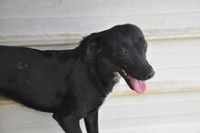 ORIETTA, Hund, Mischlingshund in Italien - Bild 9