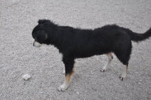 LUCKY, Hund, Mischlingshund in Italien - Bild 7