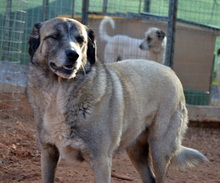 AILEEN, Hund, Mischlingshund in Griechenland - Bild 1