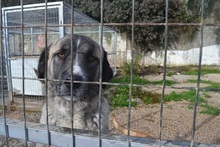 AILEEN, Hund, Mischlingshund in Griechenland - Bild 13