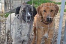 AILEEN, Hund, Mischlingshund in Griechenland - Bild 14