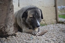 AILEEN, Hund, Mischlingshund in Griechenland - Bild 15