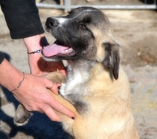 AILEEN, Hund, Mischlingshund in Griechenland - Bild 17