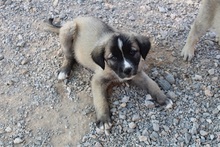 AILEEN, Hund, Mischlingshund in Griechenland - Bild 18