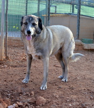 AILEEN, Hund, Mischlingshund in Griechenland - Bild 2