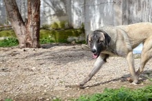 AILEEN, Hund, Mischlingshund in Griechenland - Bild 20
