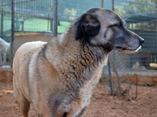 AILEEN, Hund, Mischlingshund in Griechenland - Bild 3