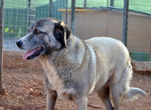 AILEEN, Hund, Mischlingshund in Griechenland - Bild 4