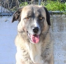 AILEEN, Hund, Mischlingshund in Griechenland - Bild 5
