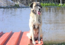 AILEEN, Hund, Mischlingshund in Griechenland - Bild 8