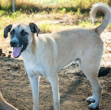 GRIMM, Hund, Mischlingshund in Griechenland - Bild 2