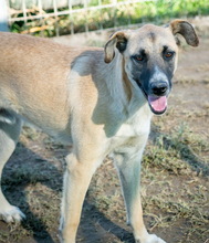 GRIMM, Hund, Mischlingshund in Griechenland - Bild 3