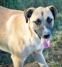 GRIMM, Hund, Mischlingshund in Griechenland - Bild 4