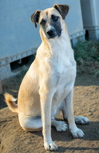 GRIMM, Hund, Mischlingshund in Griechenland - Bild 6