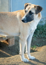 GRIMM, Hund, Mischlingshund in Griechenland - Bild 7