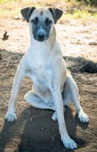 GRIMM, Hund, Mischlingshund in Griechenland - Bild 8