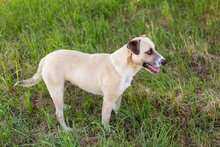 EDDY2, Hund, Mischlingshund in Kroatien - Bild 2