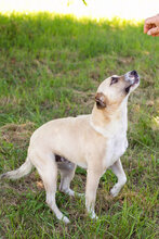 EDDY2, Hund, Mischlingshund in Kroatien - Bild 3